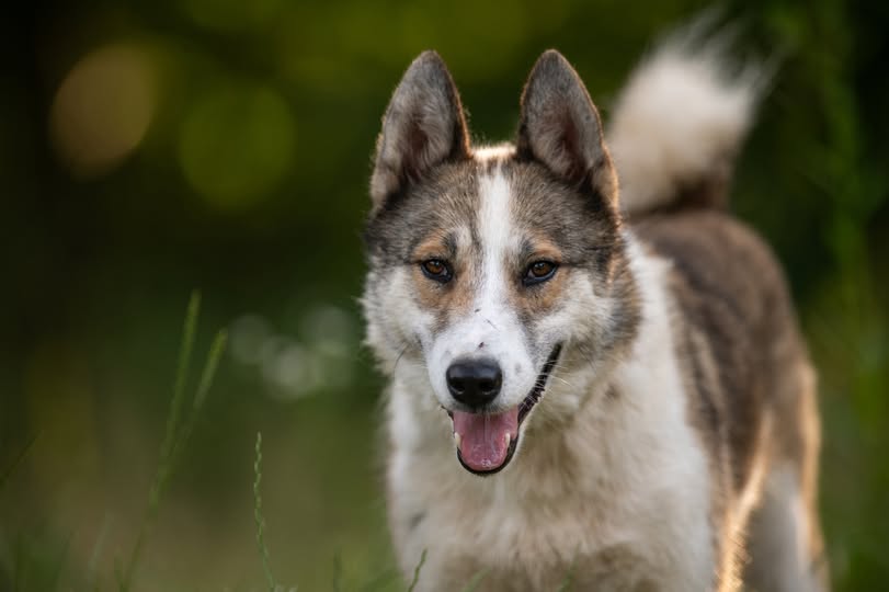 Yukon