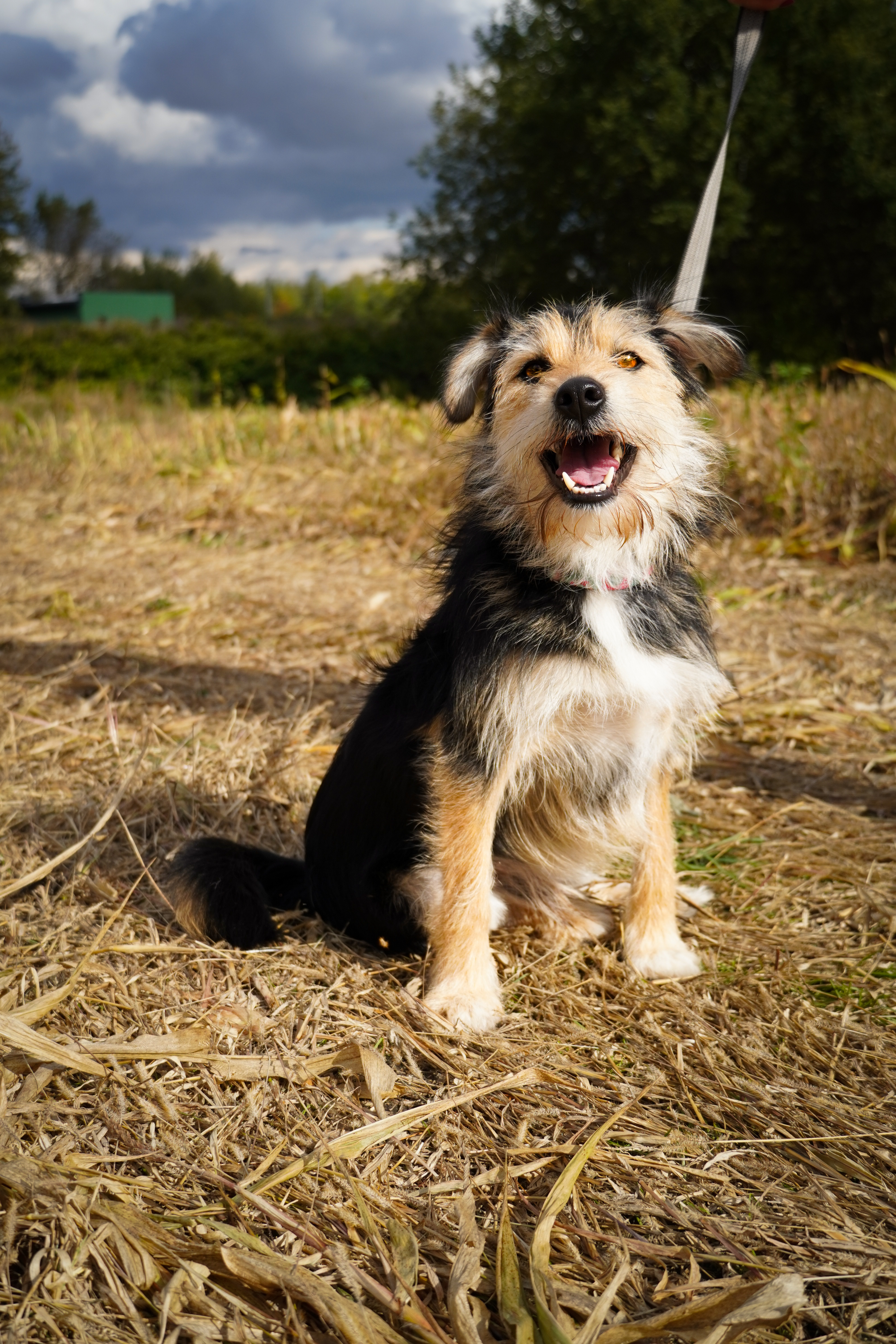 Charlie